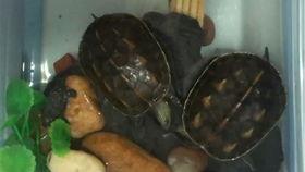 小乌龟吃瓜鸭,小乌龟与瓜鸭的趣味食趣之旅