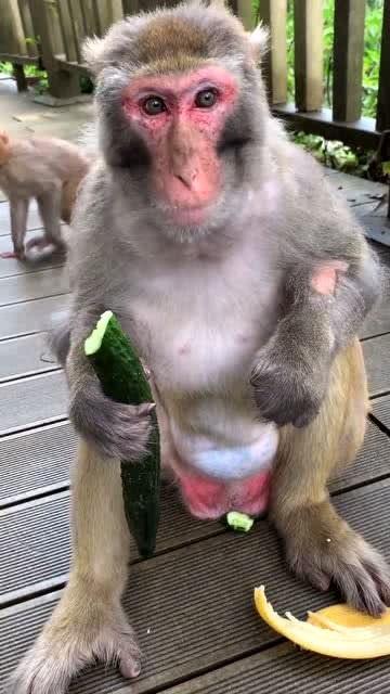 猴子吃瓜游戏视频,趣味横生的欢乐游戏瞬间
