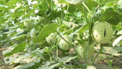 瓜州必吃的瓜品种,探寻必尝的瓜州特色瓜种之旅