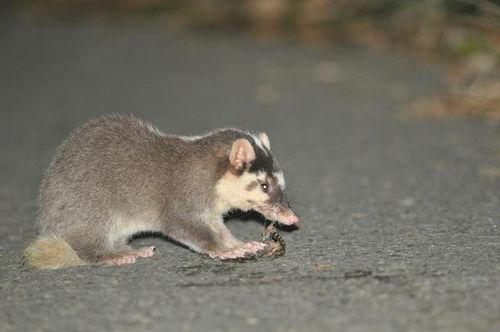 吃瓜猹小小,揭秘网络红人的崛起之路