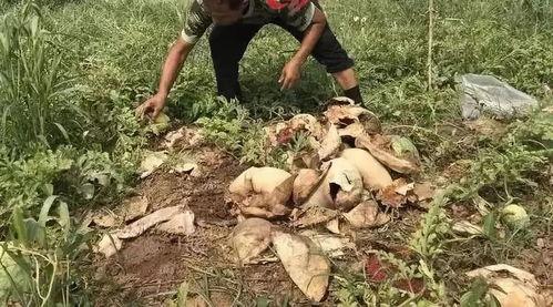 大型吃瓜案件合集,揭秘娱乐圈幕后真相