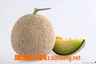 孕妇可以吃小蜜瓜